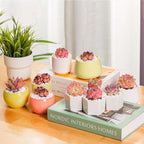 FWPP,Rare Live Succulent Plants Echeveria Little Beauty, Mini Pink 1 Head 2" Live Plants,Bare Root Without Pot Soil, Garden Indoor Wedding Party Baby Shower Decoration Friend Plant Lovers Gifts
