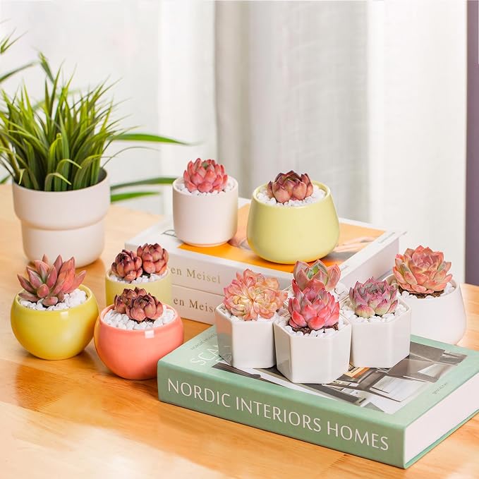 FWPP,Rare Live Succulent Plants Echeveria Little Beauty, Mini Pink 1 Head 2" Live Plants,Bare Root Without Pot Soil, Garden Indoor Wedding Party Baby Shower Decoration Friend Plant Lovers Gifts