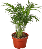 Parlor Palm Live Plant for Indoor | Different Houseplants in 3'' Pot | Real House Plant for Living Room, Office, Desk & Bathroom | Neanthe Bella Palm | Chamaedorea elegans