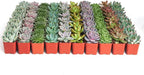 Shop Succulents Rosette Succulent Plant Pack Bulk Collection, Live Mini Succulent Plants, Low Maintenance, Floral Shaped Mix of Colors & Textures - Wedding and Party Favors, Gift & Garden, Pack of 140