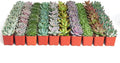 Shop Succulents Rosette Succulent Plant Pack Bulk Collection - Live Mini Succulent Plants, Low Maintenance, Floral Shaped Mix of Colors & Textures - Wedding and Party Favors, Gift & Garden, Pack of 40