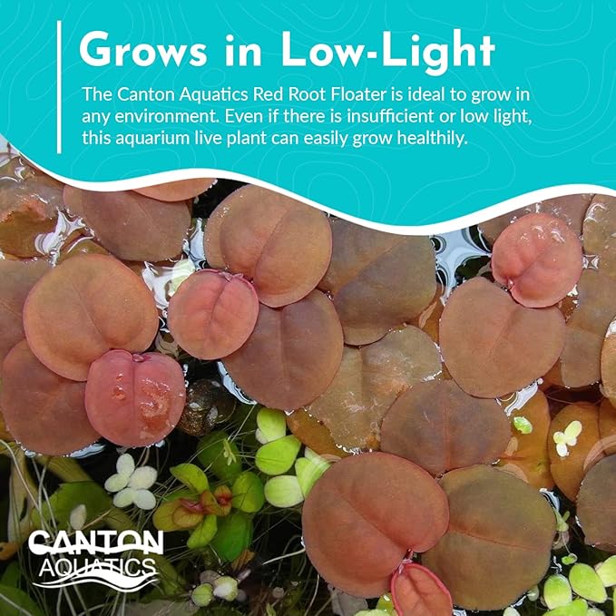 Red Root Floaters Live Plant Portion Cup 4 Ounce Aquarium Plants Live for Shrimp Tank Plants Nutrient Control Fast Growing Floating Cover