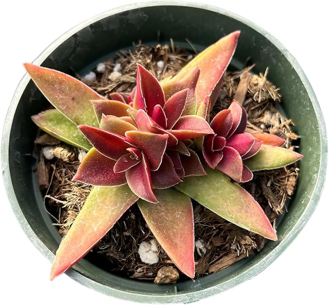 Live Cactus and Succulent Plants (4" Pot Crassula 'Red Pagoda')