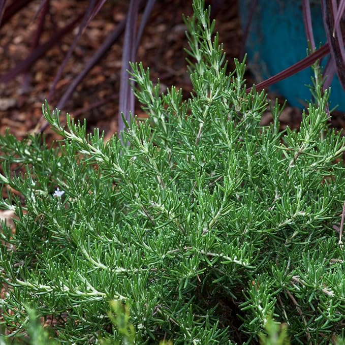 Chef's Choice Rosemary (2.5 Quart) Fragrant Evergreen Cooking Herb/Shrub - Full Sun Live Outdoor Plant