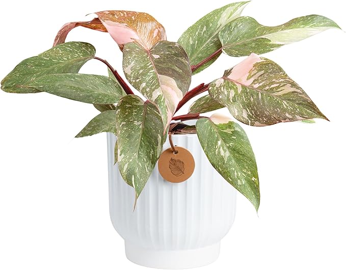 Costa Farms Pink Princess Philodendron, Live Indoor Plant, Rare Unique Houseplant Potted in Indoors Garden Plant Pot, Living Room Home Decor, Trending Tropicals Collection, 1 Foot Tall