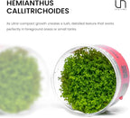 Ultum Nature Systems Dwarf Baby Tears Hemianthus Callitrichoides Cuba Tissue Culture Live Plant for Aquarium, Aquascape, Planted Freshwater Fish Tanks - 100% Snail Free in Vitro
