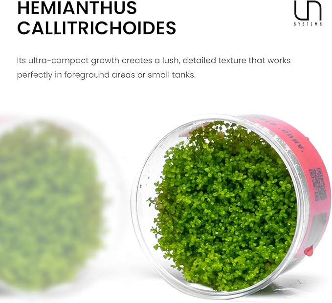 Ultum Nature Systems Dwarf Baby Tears Hemianthus Callitrichoides Cuba Tissue Culture Live Plant for Aquarium, Aquascape, Planted Freshwater Fish Tanks - 100% Snail Free in Vitro