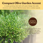 MYSHELFIE Dwarf Olive Tree Starter Plant, 2 Inch Pot, Indoor Outdoor Bonsai (1)