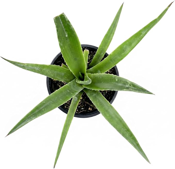 Mangave 'Red Wing' (1.5" Plug) - Live Succulent Plant, Agave Like Rosette, Low Maintenance, Drought-Tolerant Landscaping Plant for Home Garden Decor, Beginner-Friendly Live Plants