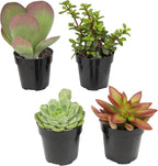 Altman Plants, Live Succulents Plants Live Houseplants (4PK), Succulent Plant Lover Gifts, Live Indoor Plants in Potting Soil, Live Plants Indoor Cactus Plants Live Succulent Plants Live House Plants