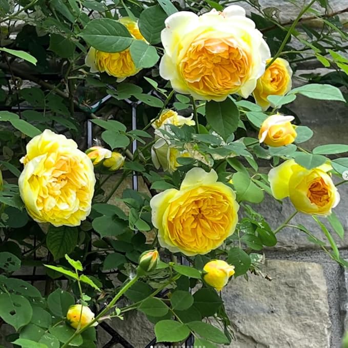 Fragrant Rose Plant Live Bush Shrub or Climbing, Old-Fashioned Roses Summer Rebloomer in 2.5 Inch Pot, Lanscape Rose Plant (Assorted) (Butter Yellow)