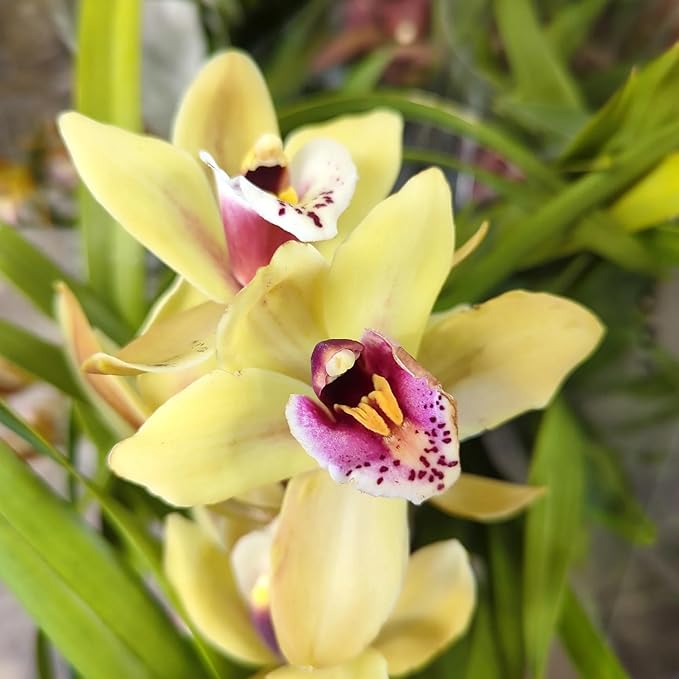 Cymbidium Orchid Seeds for Planting - 100+ Mixed Silk Butterfly Orchid Plants Flower Seeds Home Decoration Cymbidium Flowers Plants