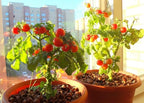 Dwarf Bush Cherry Tomatoes Seeds for Planting About 20 Seeds Indoor Tomato