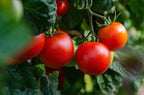Set of 25 Premium Variety Herbs and Vegetables - Deluxe Garden Choices for Premium Gardening! - (25 Premium Vegetable Seeds)