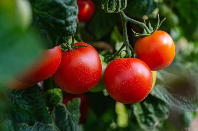 Set of 25 Premium Variety Herbs and Vegetables - Deluxe Garden Choices for Premium Gardening! - (25 Premium Vegetable Seeds)