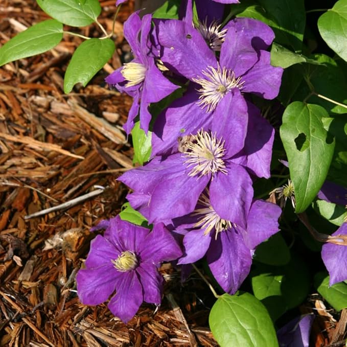 Purple Clematis Vine Live Plant Clematis Flower Perennial Starter Plant in 2.5 Inches Pot
