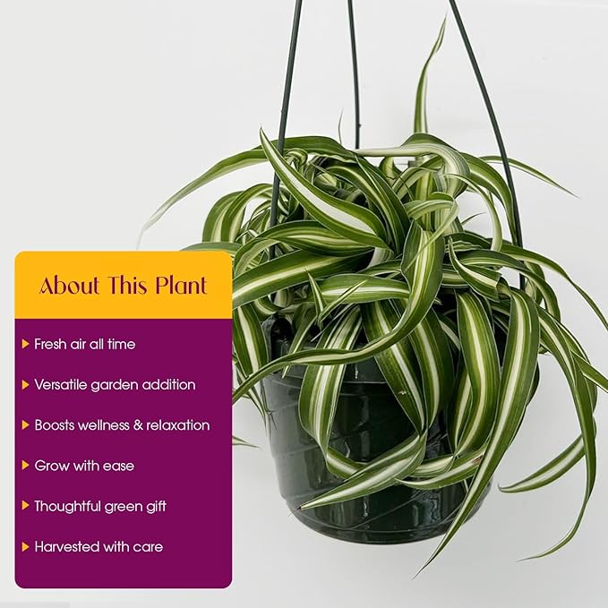 Spider Plant Live houseplant - Bonnie Curly Variety in Hanging Basked - Curly Variegated Green and White Leaves - Great air Purifier Plant, Perfect for Home and Office Decor