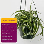 Spider Plant Live houseplant - Bonnie Curly Variety in Hanging Basked - Curly Variegated Green and White Leaves - Great air Purifier Plant, Perfect for Home and Office Decor