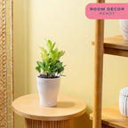 Costa Farms ZZ Chameleon Live Plant in Self Watering Pot, Easy to Maintain, Air Purifying Indoor Houseplant, Home, Room, or Office Decor, House Warming or Birthday Gift, 10-18 Inches Tall