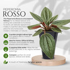 Peperomia Plant Collection (4 Pack)– Set of Rare Varieties | Watermelon, Frost, Eden Rosso & Piccolo Banda | Easy Indoor Houseplants, Live Plants for Home Decor (Peperomia Collection)