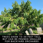 3 Pack Live Pawpaw Trees (Asimina triloba) – Hardy Native Fruit Trees, Tropical Flavor Fruit, Fast Growing Shade Trees for Outdoor Garden & Backyard