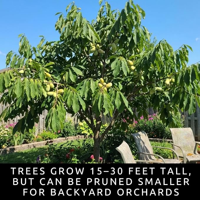 3 Pack Live Pawpaw Trees (Asimina triloba) – Hardy Native Fruit Trees, Tropical Flavor Fruit, Fast Growing Shade Trees for Outdoor Garden & Backyard