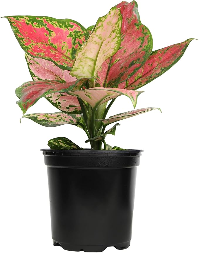 Beauty Aglaonema Chinese Evergreen Live Plant, Variegated Plant Exotic House Plants Live Tropical Plants, Rare House Plants Indoors Live Plants Indoor Plants Live Houseplants by Plants for Pets