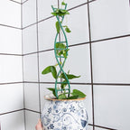 Indoor Plant Trellis - DNA Spiral Design Metal Trellis for Potted Plants, Stylish Climbing Support for Small Houseplants, Durable & Easy to Install Garden Upgrade for Vining Plants