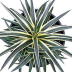 Mangave 'Snow Leopard', 1.5" Plug - Live Succulent Plant, Agave Like Rosette, Low Maintenance Indoor Outdoor Plant for Home Garden Decor, Beginner-Friendly Live Plants