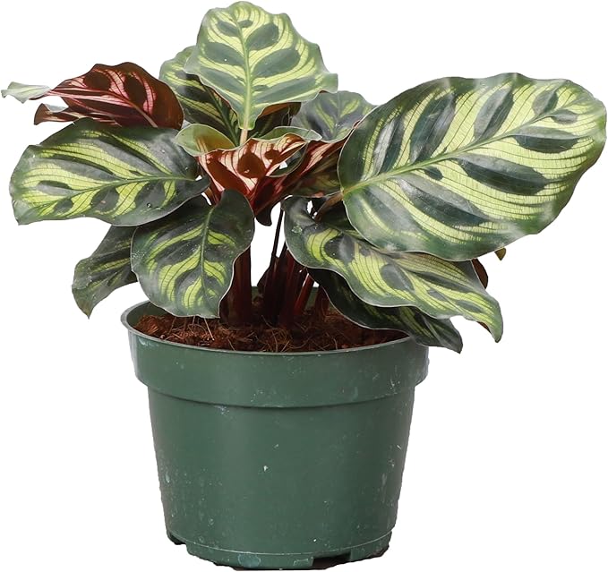 Thorsen's Greenhouse Peacock Calathea, Live Indoor Plant, Safe for Pets, Colorful Foliage, Rare Variety, Peacock Plant, 4" Diameter (Nursery Pot)