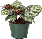 Thorsen's Greenhouse Peacock Calathea, Live Indoor Plant, Safe for Pets, Colorful Foliage, Rare Variety, Peacock Plant, 4" Diameter (Nursery Pot)