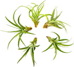 ragnaroc Air Plants - Tillandsia Capitata (Peach), Large 5-7” - 5 ct - Live Arrival Guaranteed - House Plants for Home Decor & Gift