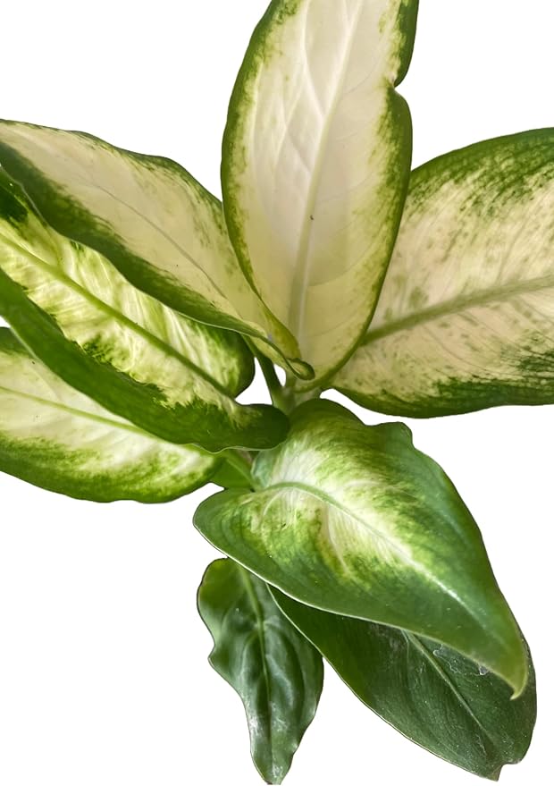 Dieffenbachia Dumbcane Plant, Live Indoor Houseplant in 4-inch Pot