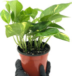 Live Pothos Plants - Epipremnum aureus Golden Pothos and ‘Marble Queen Pothos’ Bundle - ragnaroc Tropical Plant 5-8” Tall - 2ct Live Arrival Guaranteed - House Plants for Home Decor & Gift