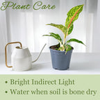 Aglaonema Night Sparkle Live Plant in 2" Pot Plants - Aglaonema Live Plant - Easy to Grow Air Purifying Indoor House Plants Flowers for Home Office Wedding Decor & Birthday Gift(Heat Pack Included)