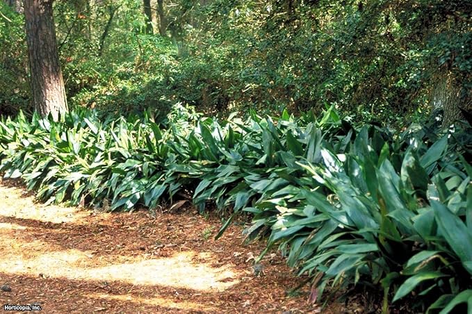 Cast Iron Plant - 3 Live Plants in 6 Inch Pots - Aspidistra Elatior - Beautiful Florist Quality Indoor or Outdoor Plant