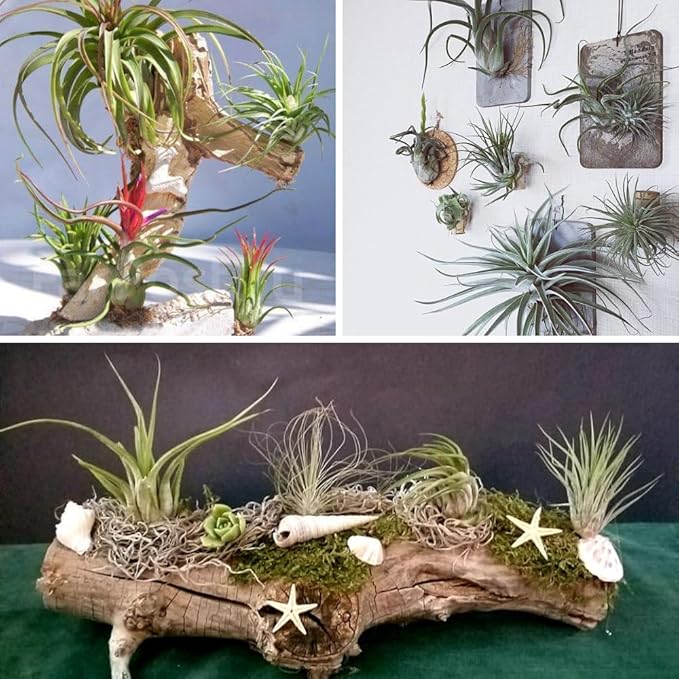 Set of 15 Assorted Air Plants Live, Low Light Tillandsia Indoor Houseplant, Small Medium Size, Easy Care Indoor Plants for Home and Office