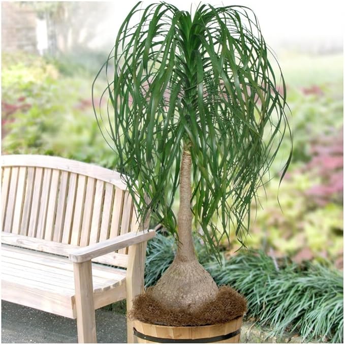Seeds Nolina Ponytail Palm/Elephant Foot Tree/Indoor/Perennial Tree