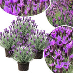 4 Lavender Plants Live Starter Plants 4-6" in Tall, Hardy Perennial Lavender for Garden and Landscape with Fragrant Purple Blooms, No Pot (Purple)