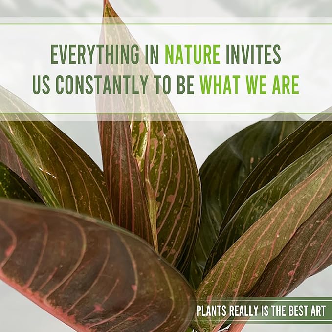 LEAL PLANTS ECUADOR Aglaonema Siam| Live Chinese Evergreen Indoor Plant | Natural Décor & Air-Purifying Evergreen | Elegant Low-Maintenance Houseplants for Home or Office | Colorful Plant