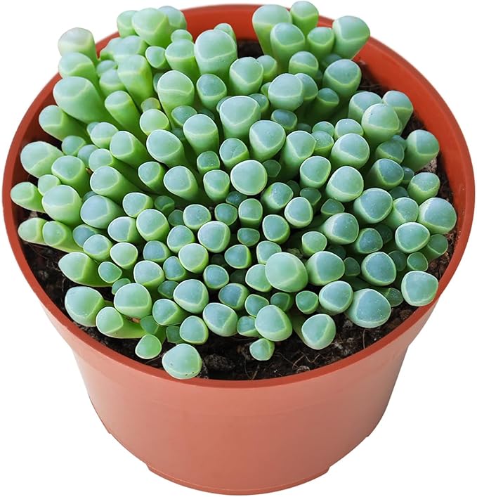 Live Succulents 'Baby Toes' (4-inch), Succulent Plants Fully Rooted in Pots with Soil, Easy-Care House Plant for DIY, Home Office Decor, Wedding Party Favor
