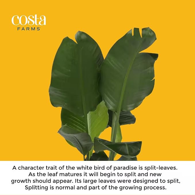 Costa Farms White Bird of Paradise Live Plant in Plastic Pot, Small Indoor Houseplant, Perfect for Home, Room, or Office Decor, Great House Warming or Birthday Gift, 16-24 Inches Tall