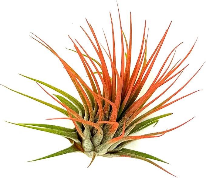 ragnaroc Air Plants - Tillandsia Ionantha, Regular 2-3" - 1ct - Organically Enhanced Color - Live Arrival Guaranteed - House Plants for Home Decor & Gift, Coral