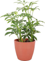 Thorsen's Greenhouse Live Arboricola Umbrella Tree Plant, Schefflera Arboricola, Natural Air Purifier, Easy to Grow, Live Indoor Houseplant, 4-inch Diameter (Terra Cotta)