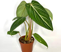 Philodendron Gloriousum Large | Philodendron Gloriosum Starter Plant | Rare Philodendron Plants | Indoor Houseplant Plant Gifts (Heat Pack Included)