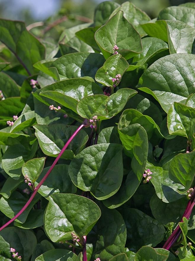 Gaea's Blessing Seeds - Red Malabar Spinach Seeds - Non-GMO Seeds with Easy to Follow Planting Instructions - Heirloom Red Stemmed Malabar - 93% Germination Rate