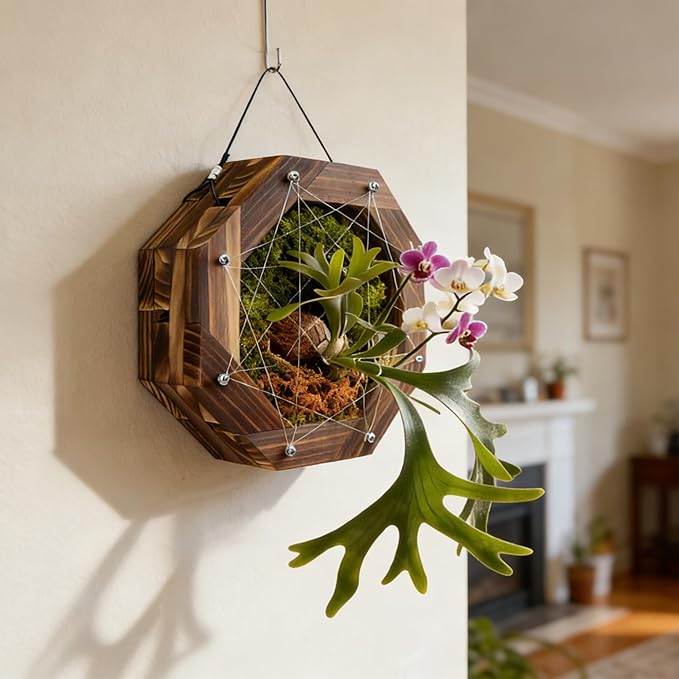 8.18 Inches Staghorn Fern Mounting Kit Orchid Mounting Wood Hanging Plant Frame Wall Planter Plant Holder Basket for Orchids Staghorn Fern Tropical Plants (208x208x60mm)
