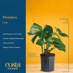 Costa Farms Monstera, Swiss Cheese Live Plant in Plastic Pot, Large Indoor Houseplant, Perfect for Home, Room, or Office Decor, House Warming or Birthday Gift, 2-3 Feet Tall