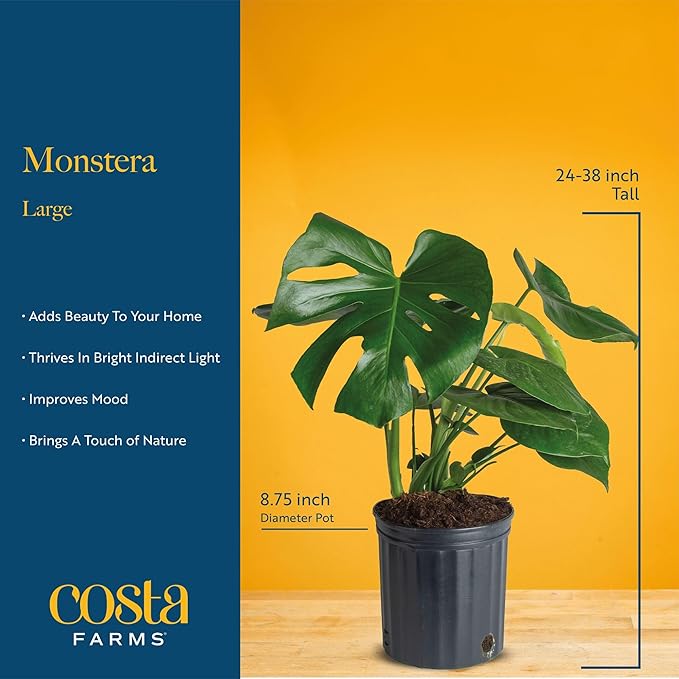 Costa Farms Monstera, Swiss Cheese Live Plant in Plastic Pot, Large Indoor Houseplant, Perfect for Home, Room, or Office Decor, House Warming or Birthday Gift, 2-3 Feet Tall