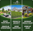 Ixora Dwarf Red | 10 Live Plants | Ixora Coccinea | Flowering Shrub for Garden | Tropical Ornamental Plants